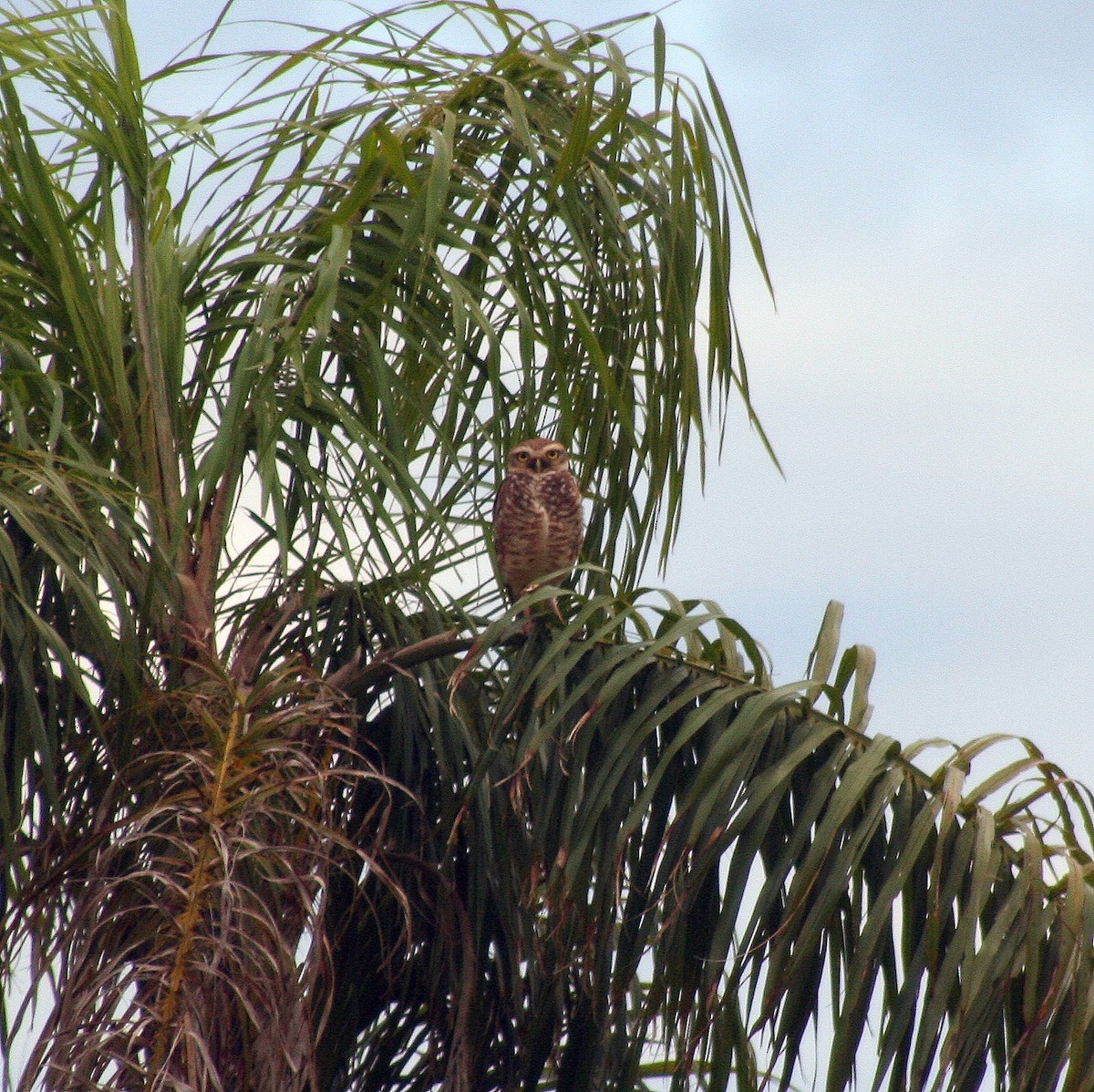 Burrowing Owl - ML530987641