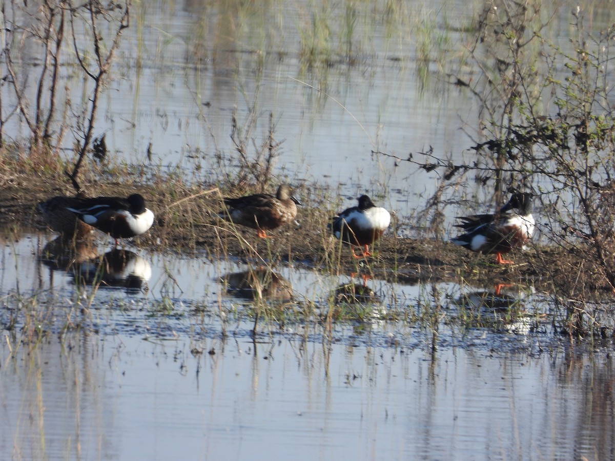 Northern Shoveler - ML530987761