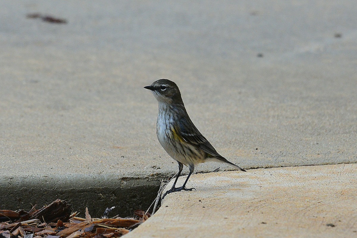 Yellow-rumped Warbler - ML530987851