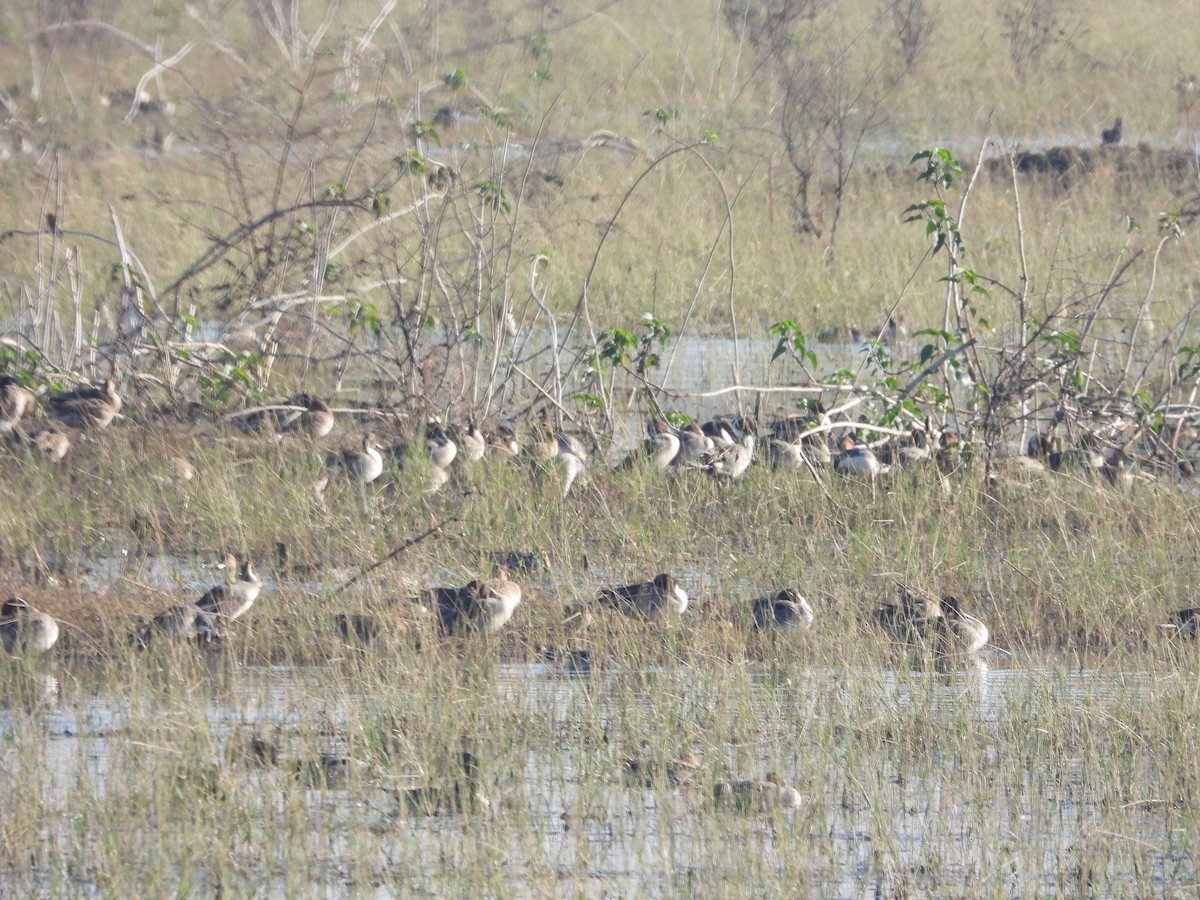 Northern Pintail - ML530988011