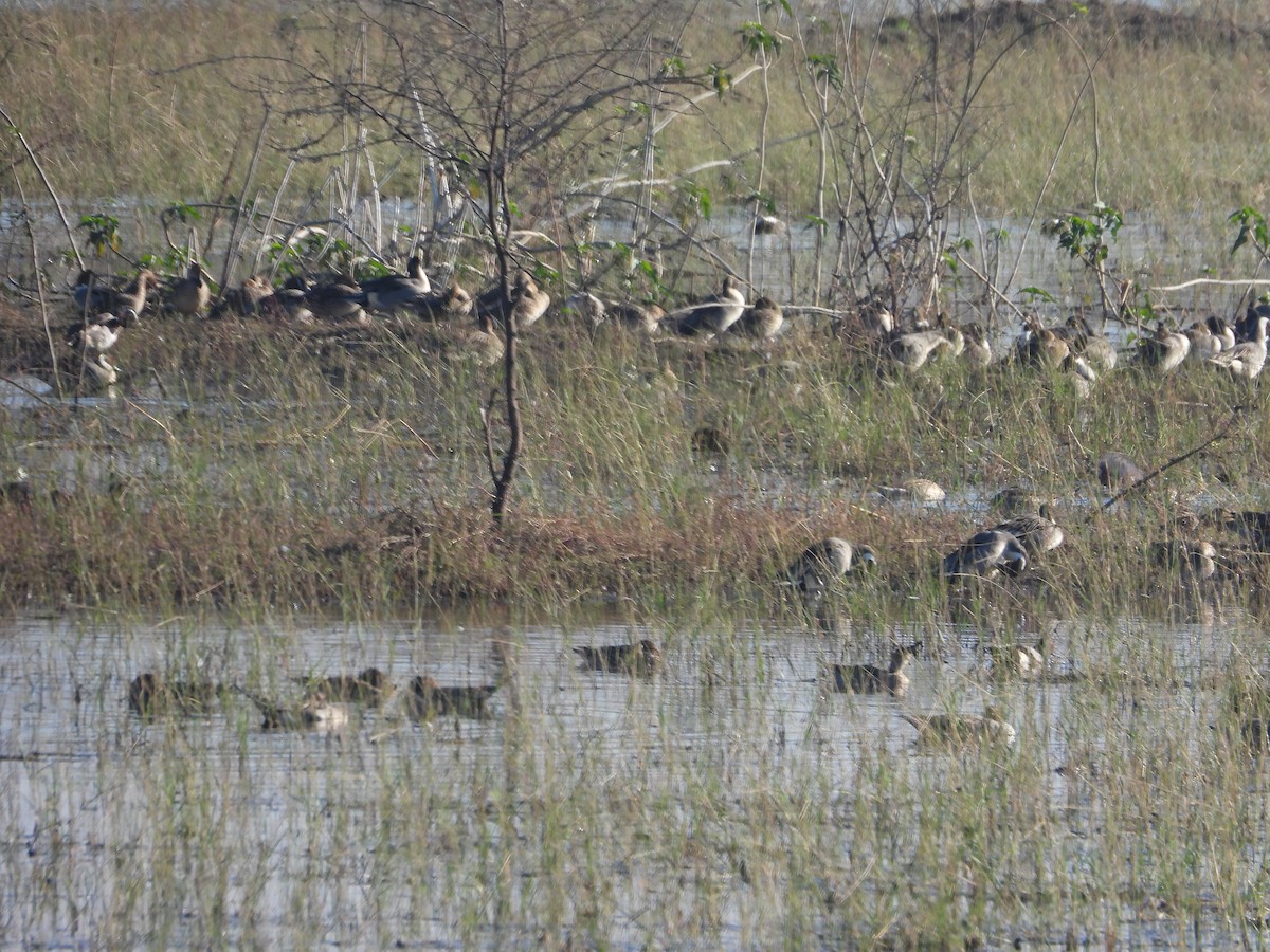 Northern Pintail - ALOK KUMAR CHANDRAKAR