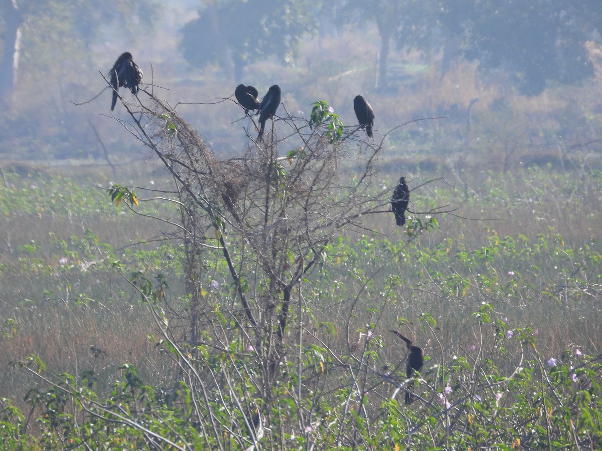 anhinga indomalajská - ML530988441