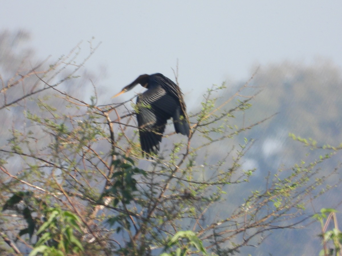 anhinga indomalajská - ML530988751