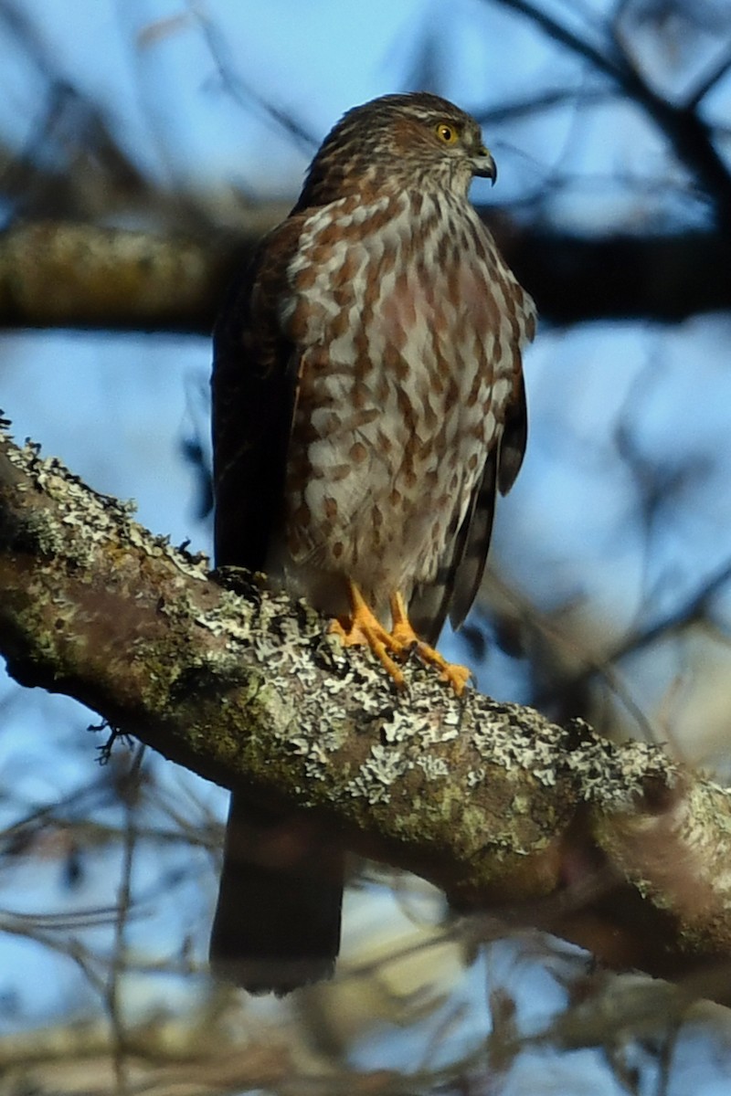 Sharp-shinned Hawk - ML530989211