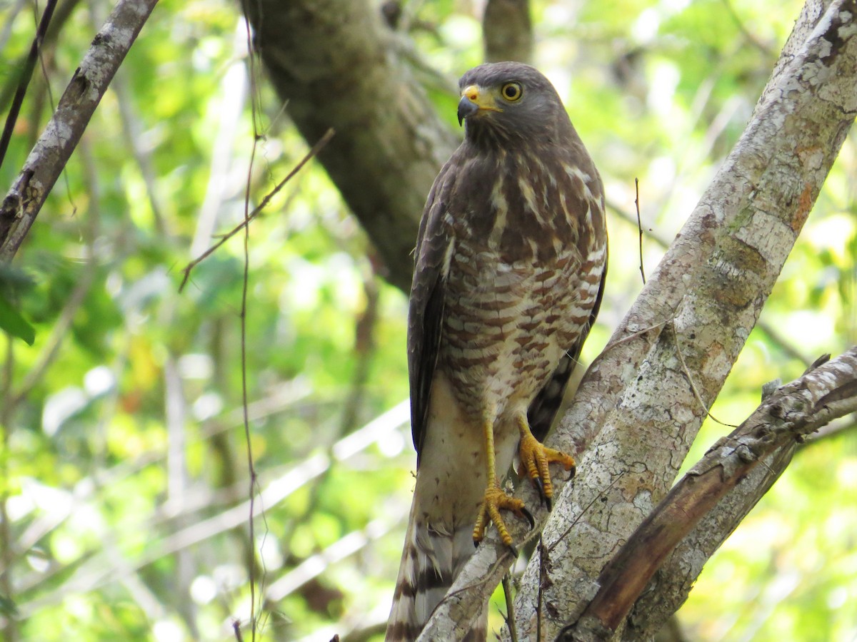 Roadside Hawk - ML530989251