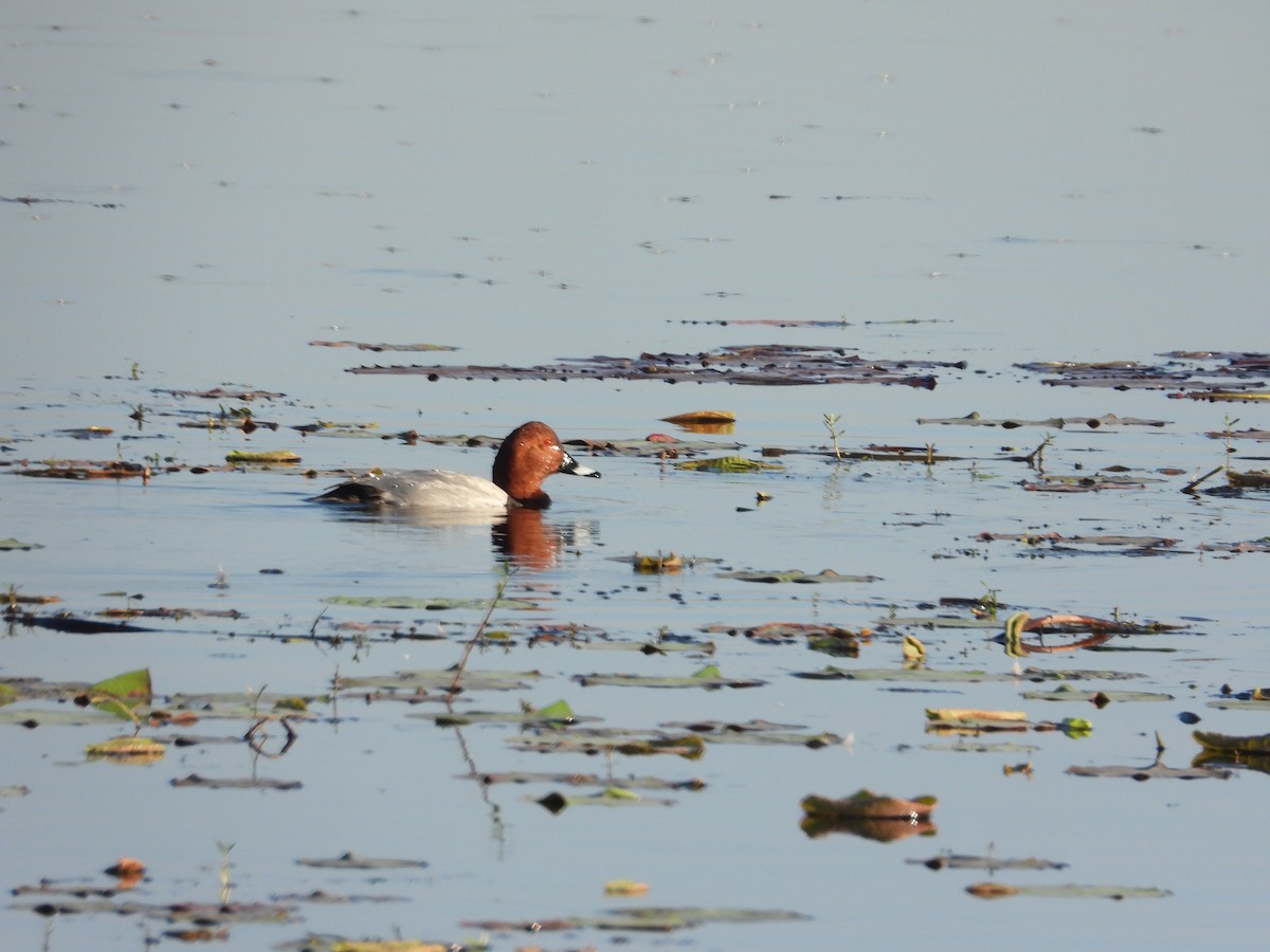 Common Pochard - ML530989551