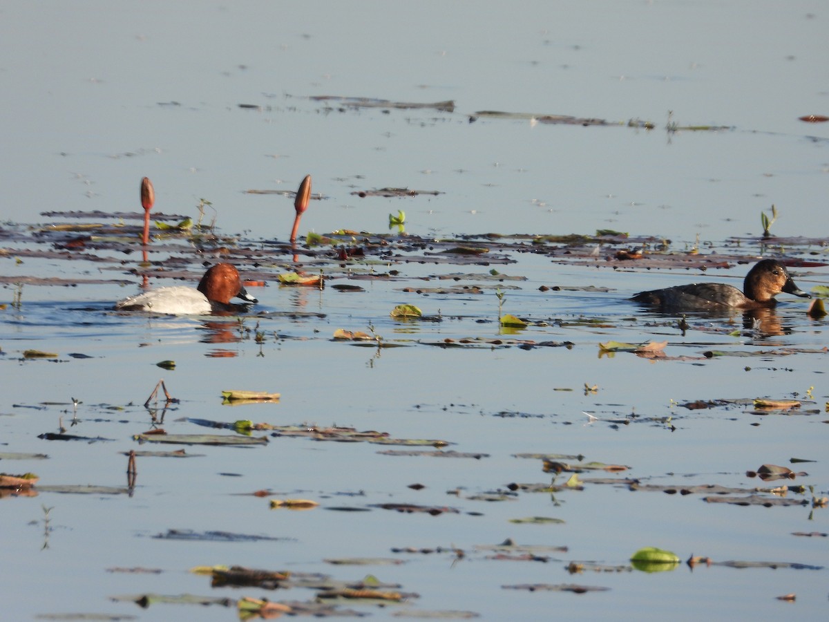 Common Pochard - ML530989611