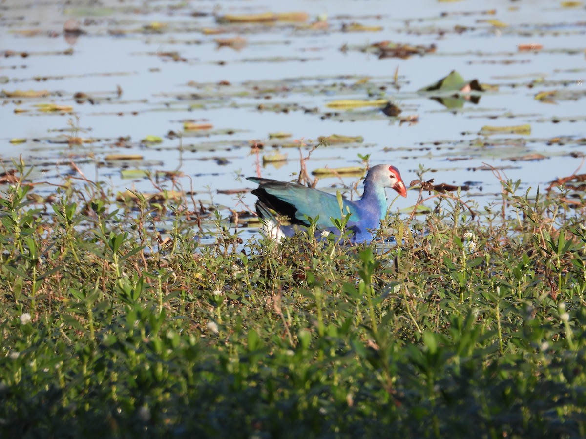 Gray-headed Swamphen - ML530990101