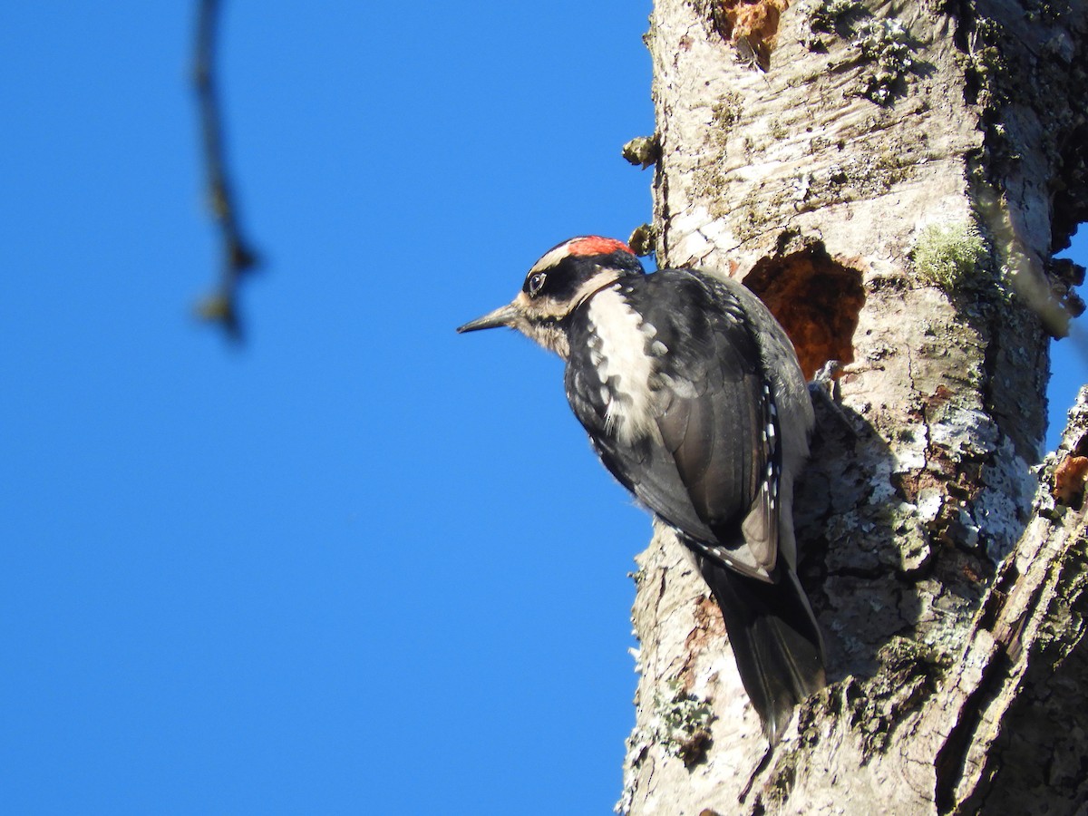 Hairy Woodpecker - ML530990831