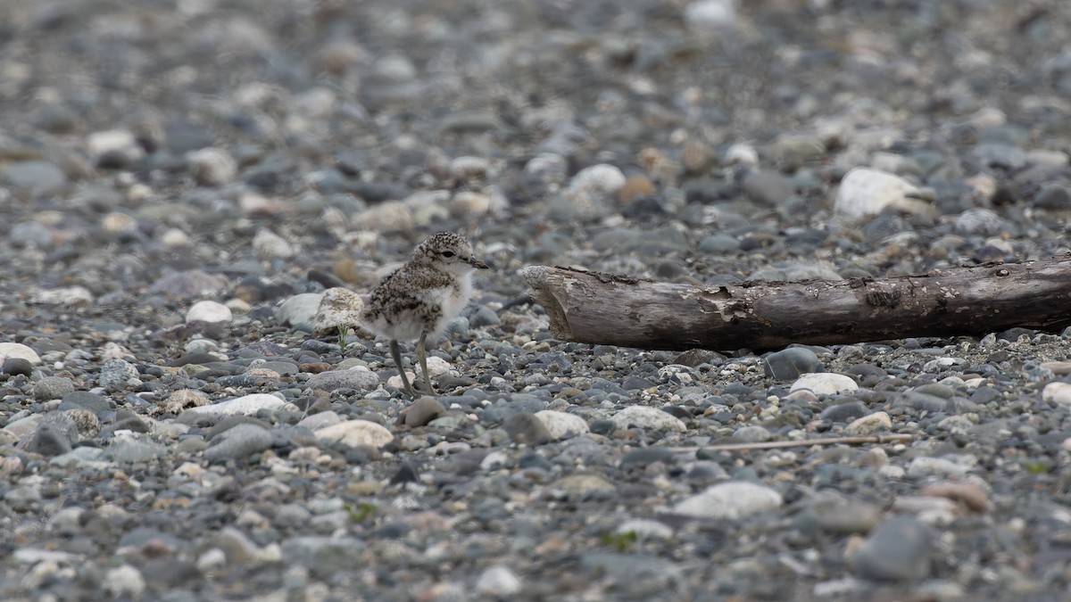 Double-banded Plover - ML530991461