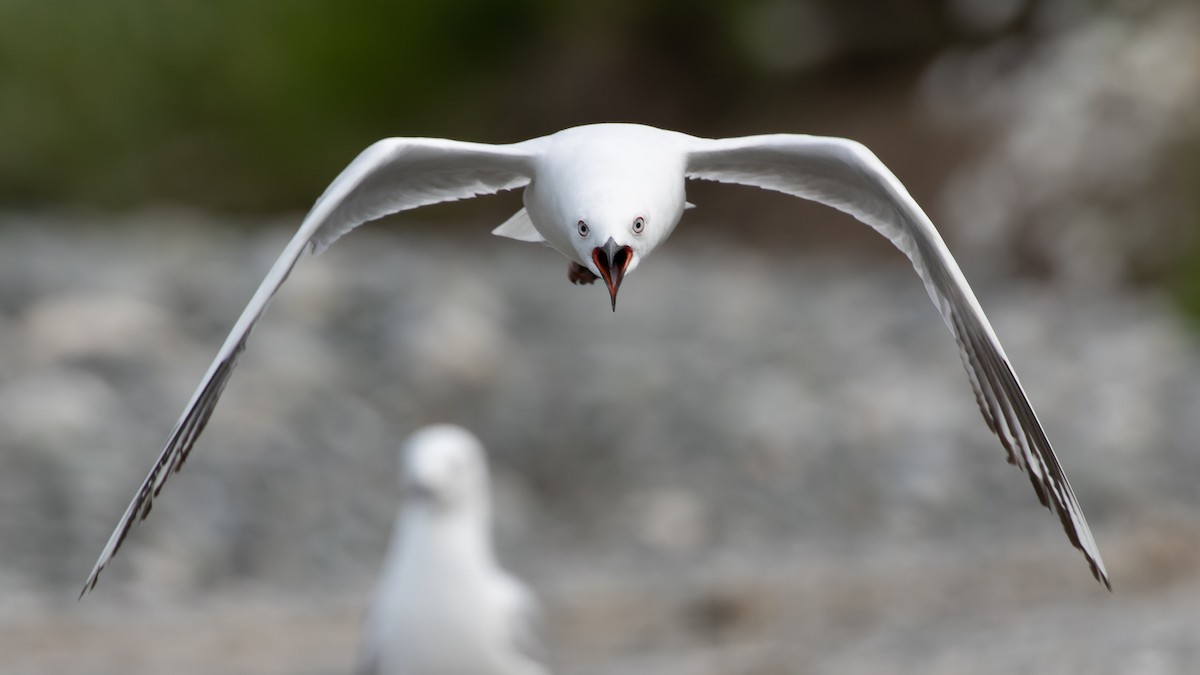 Black-billed Gull - David Newell