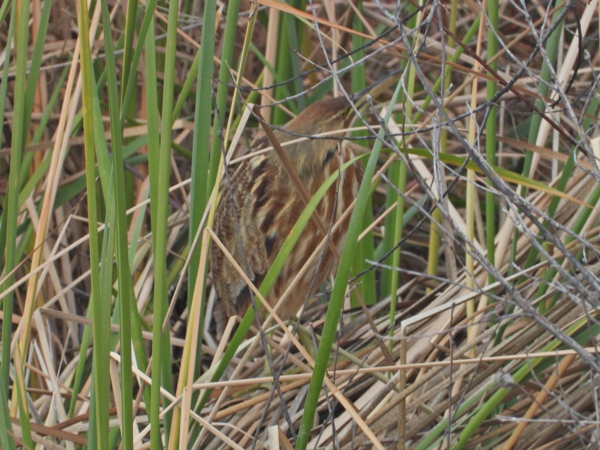 American Bittern - ML530992821