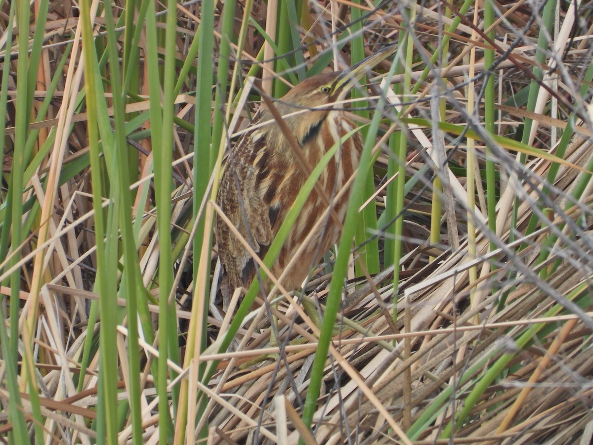 American Bittern - ML530992921