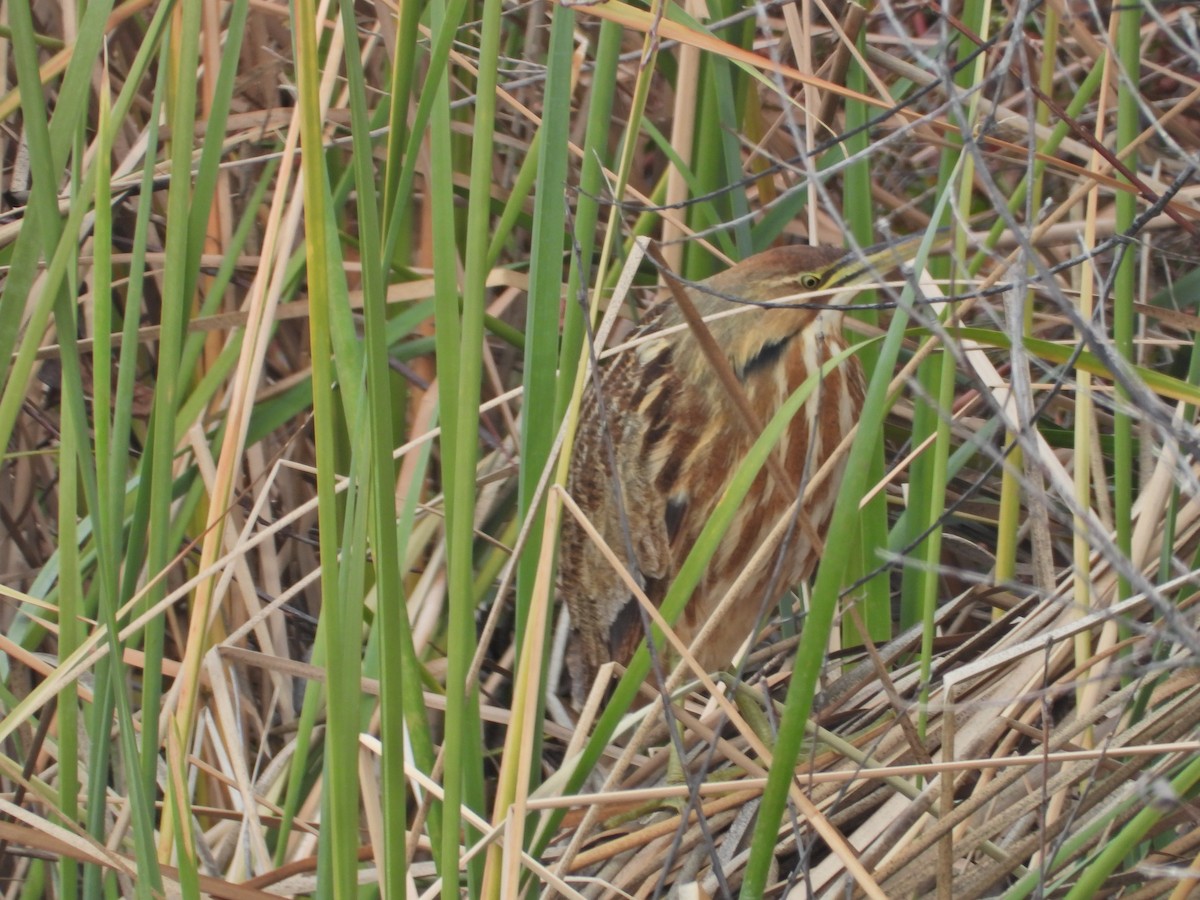 American Bittern - ML530992961