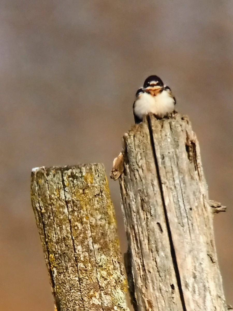 Barn Swallow - ML530993161