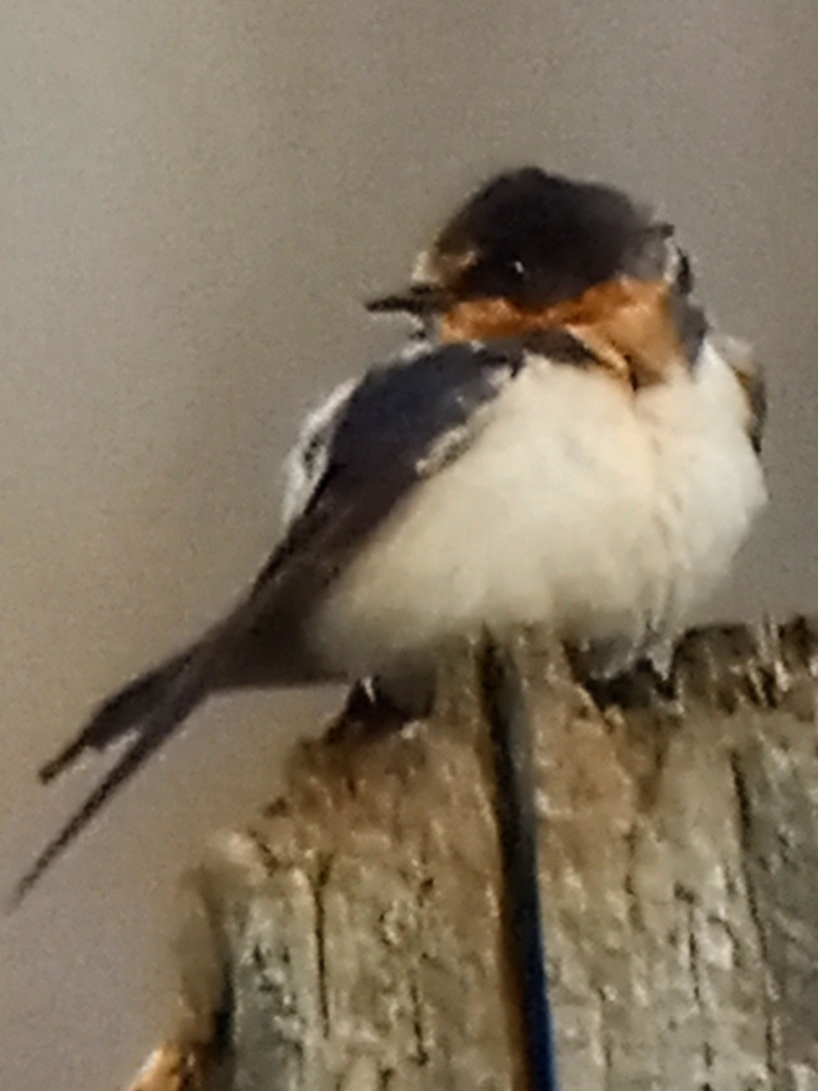 Barn Swallow - ML530993231