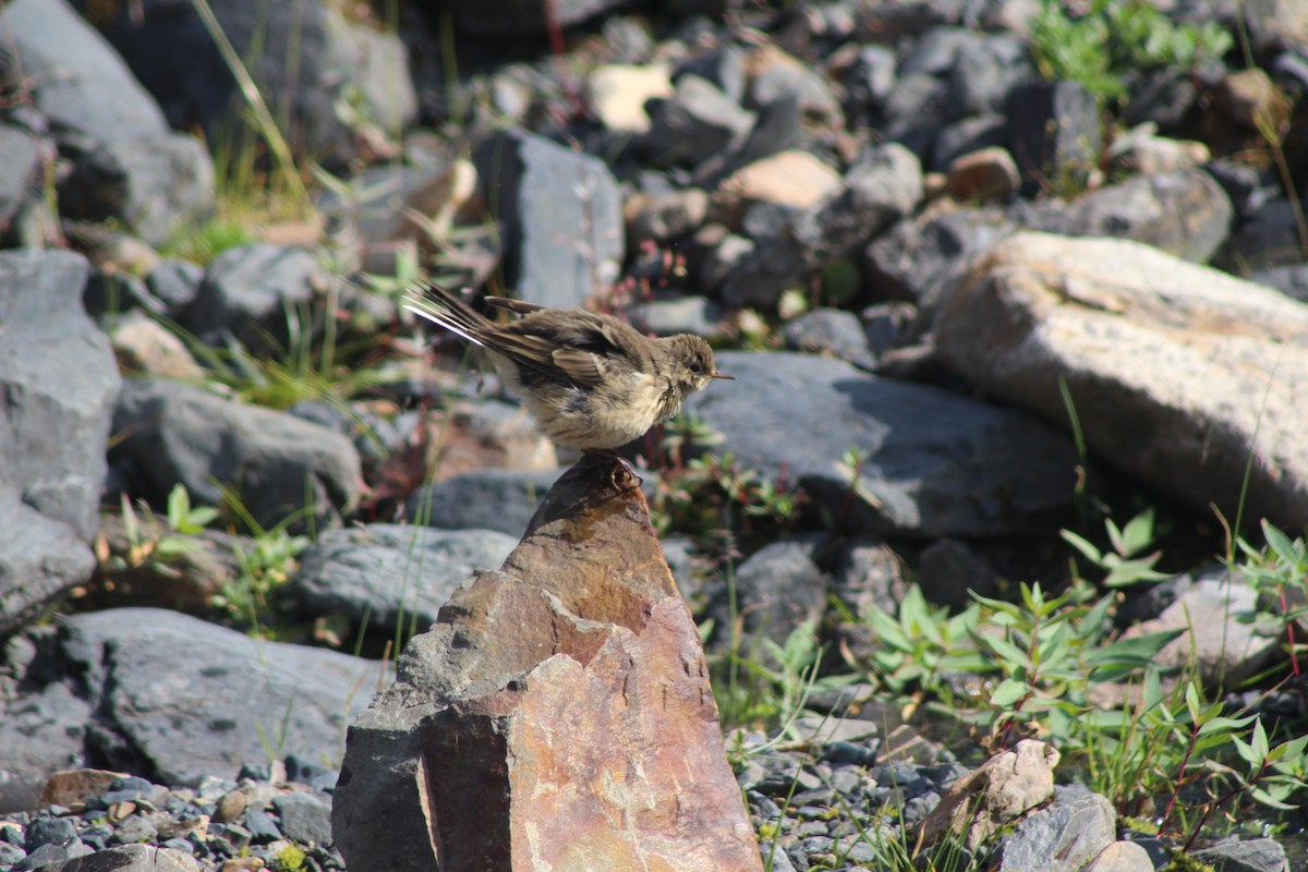 American Pipit - Jesse Pline