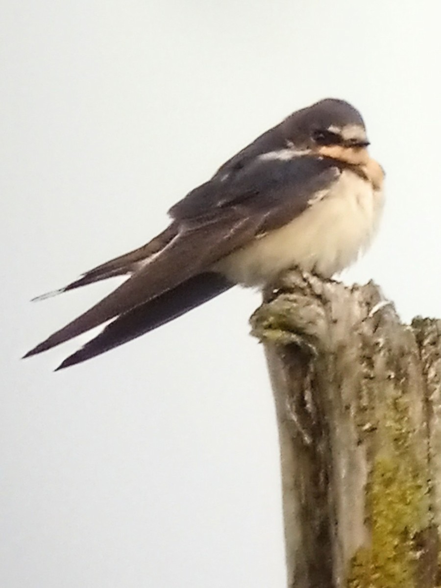 Golondrina Común - ML530994781