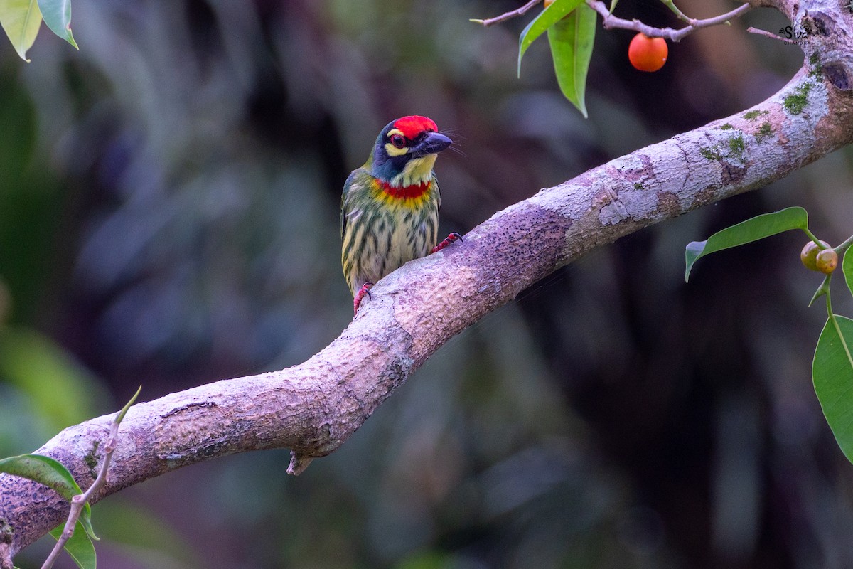 Coppersmith Barbet - ML530997321