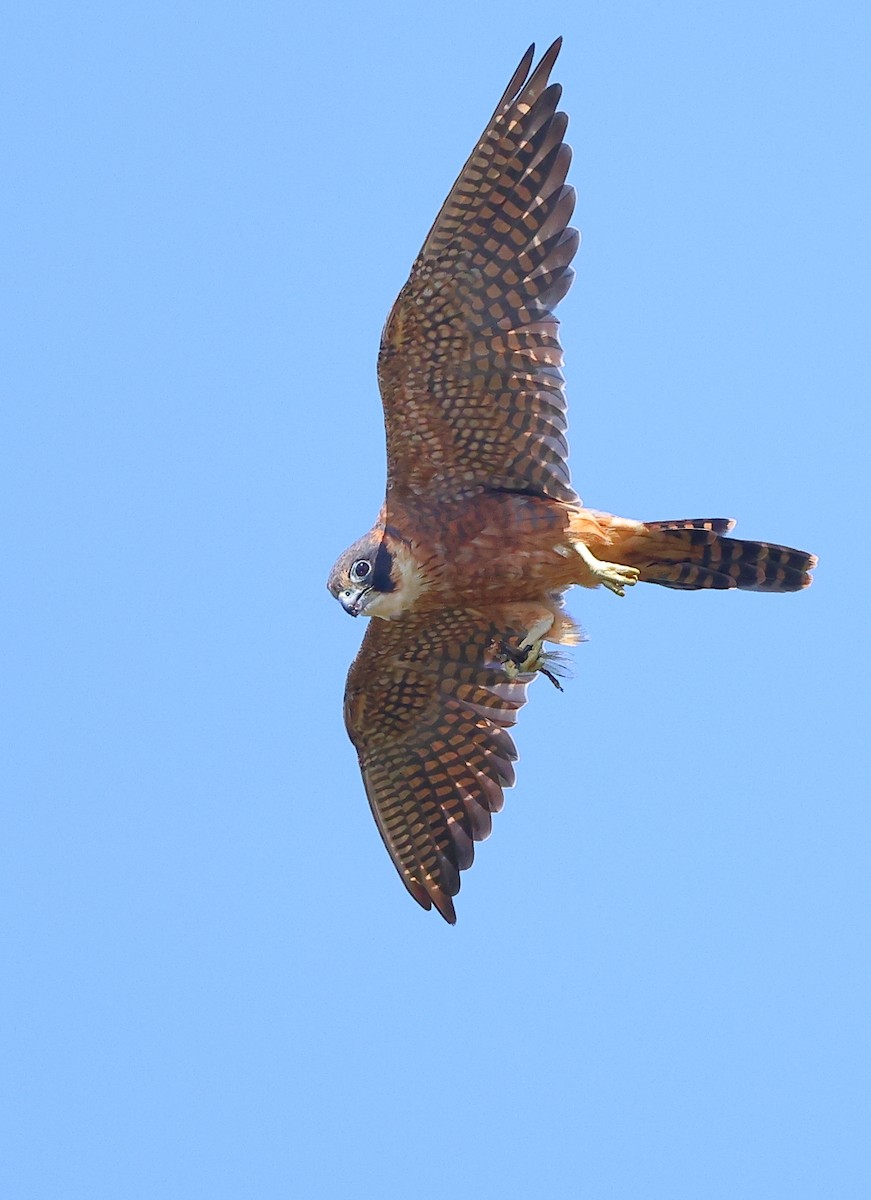 Australian Hobby - Tony Ashton