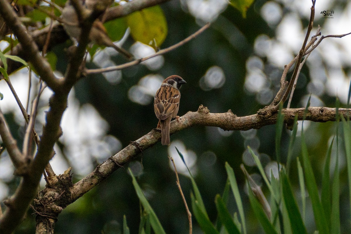 Eurasian Tree Sparrow - Siva Chandra  AV