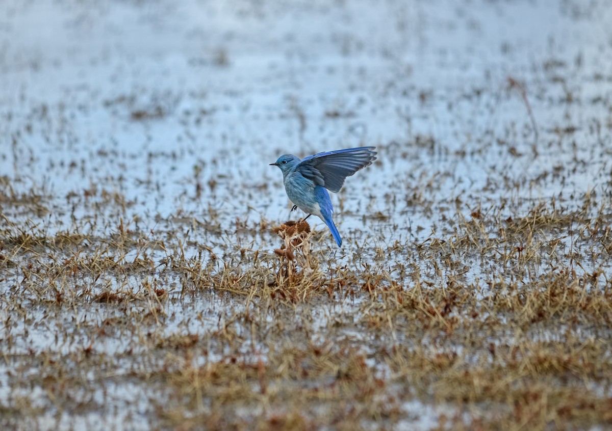 Mountain Bluebird - ML530999511