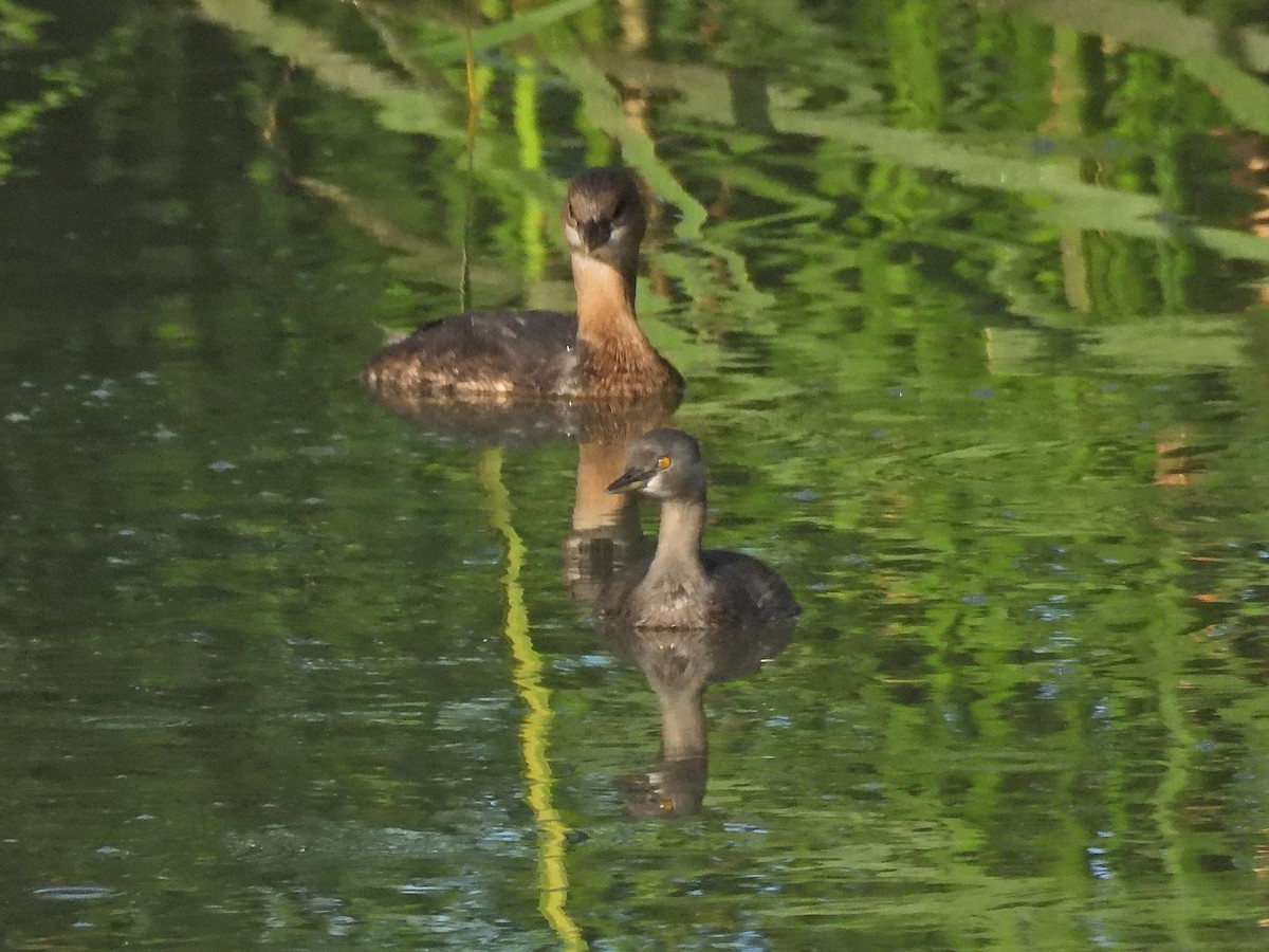 Least Grebe - Zac Denning