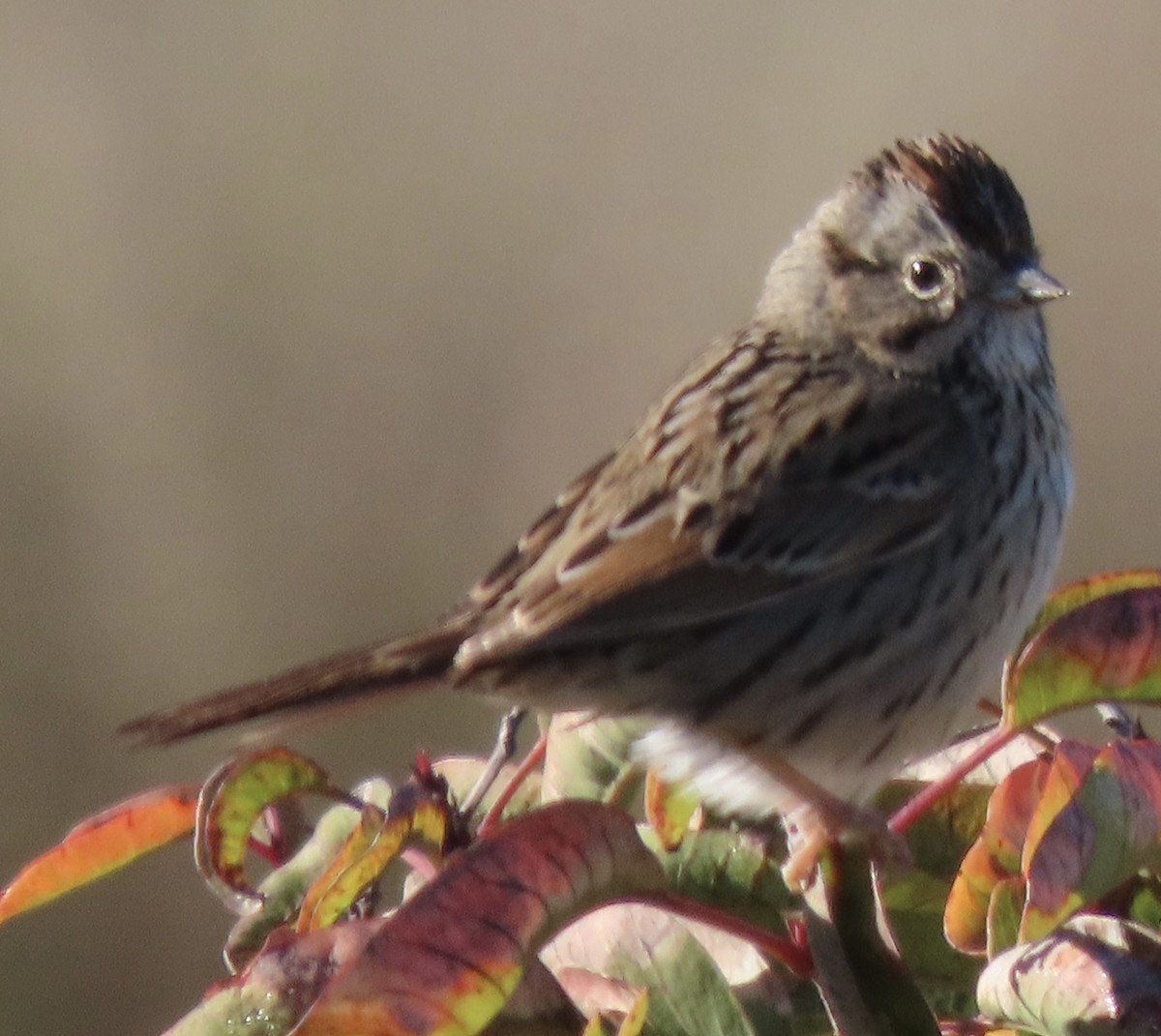 Lincoln's Sparrow - David Trissel