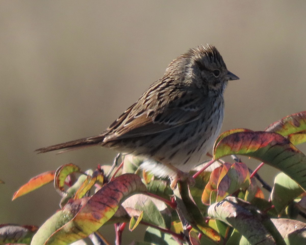 Lincoln's Sparrow - ML531003031