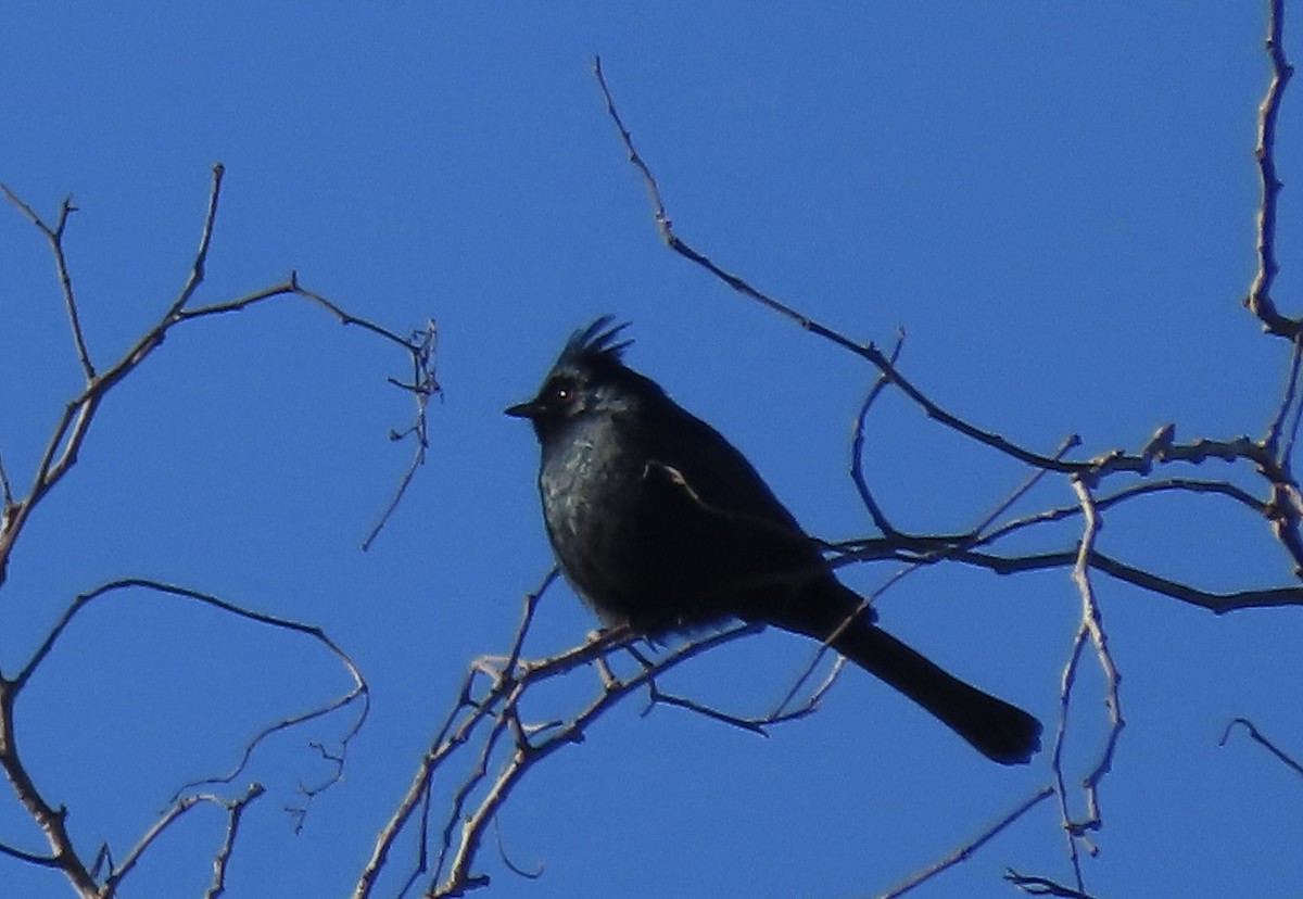 Capulinero Negro - ML531003151