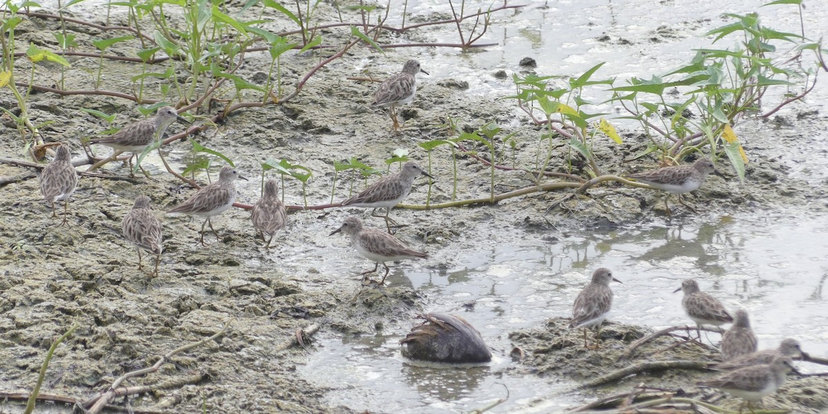 Least Sandpiper - ML531003501