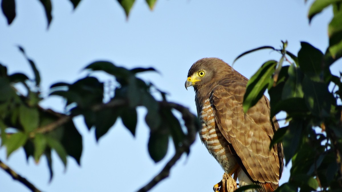 Roadside Hawk - ML531003751