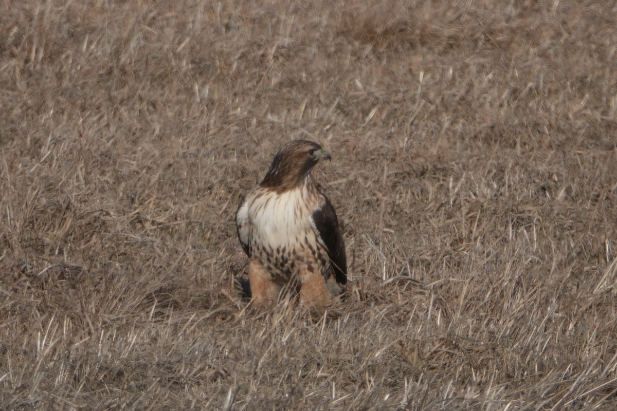 Red-tailed Hawk (calurus/alascensis) - ML531004031