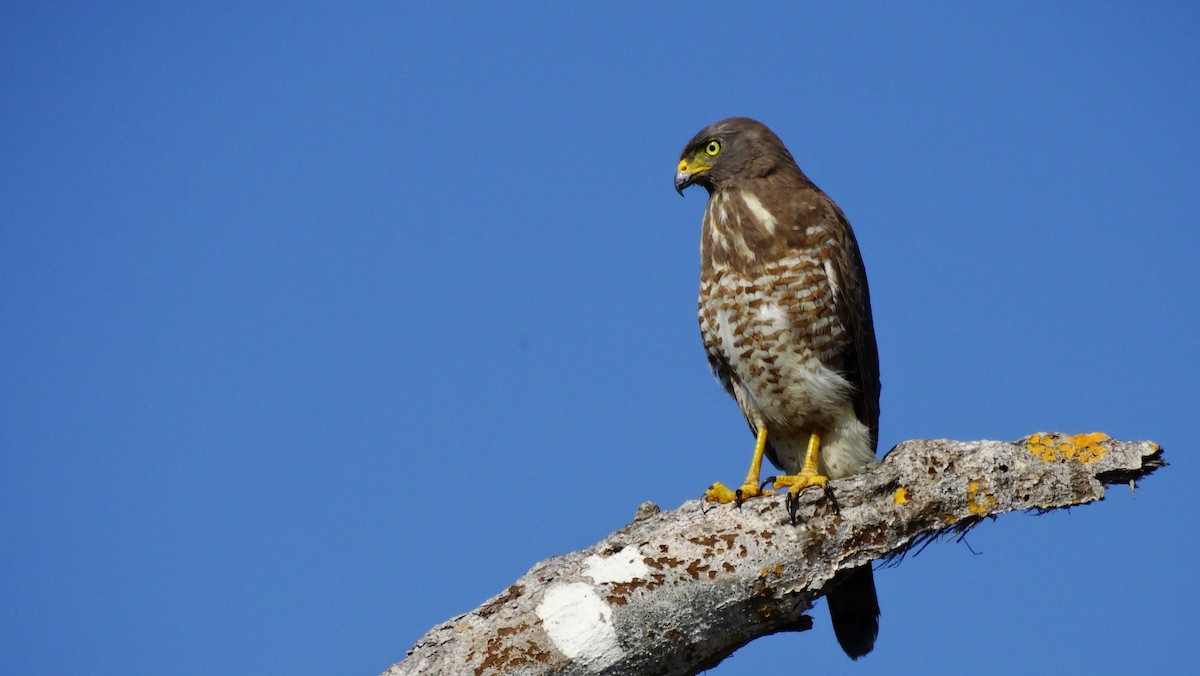 Roadside Hawk - ML531004051