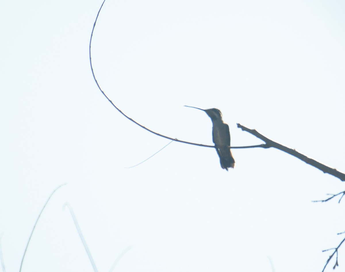 Plain-capped Starthroat - ML531004061