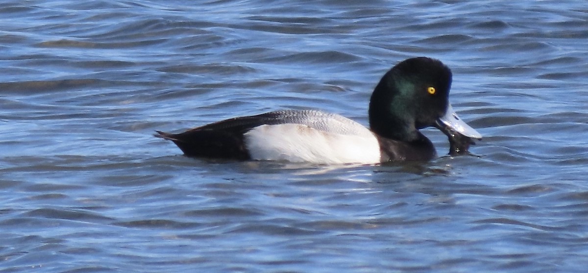 Greater Scaup - ML531004651
