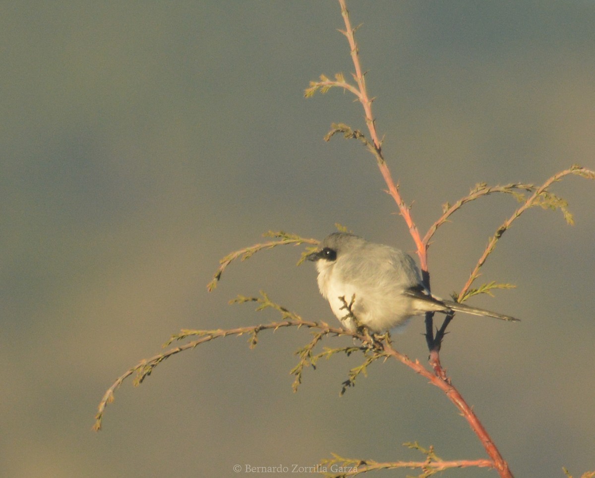 Loggerhead Shrike - Bernardo Zorrilla Garza