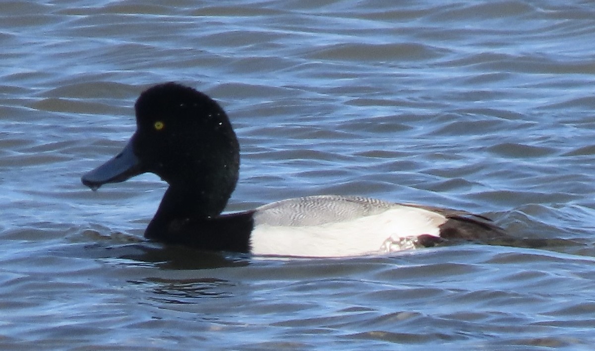 Greater Scaup - ML531005221