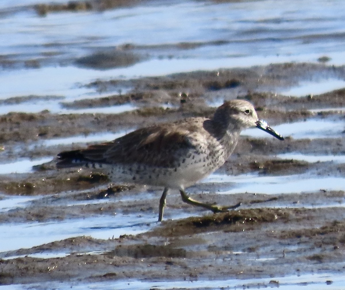 Red Knot - ML531005331