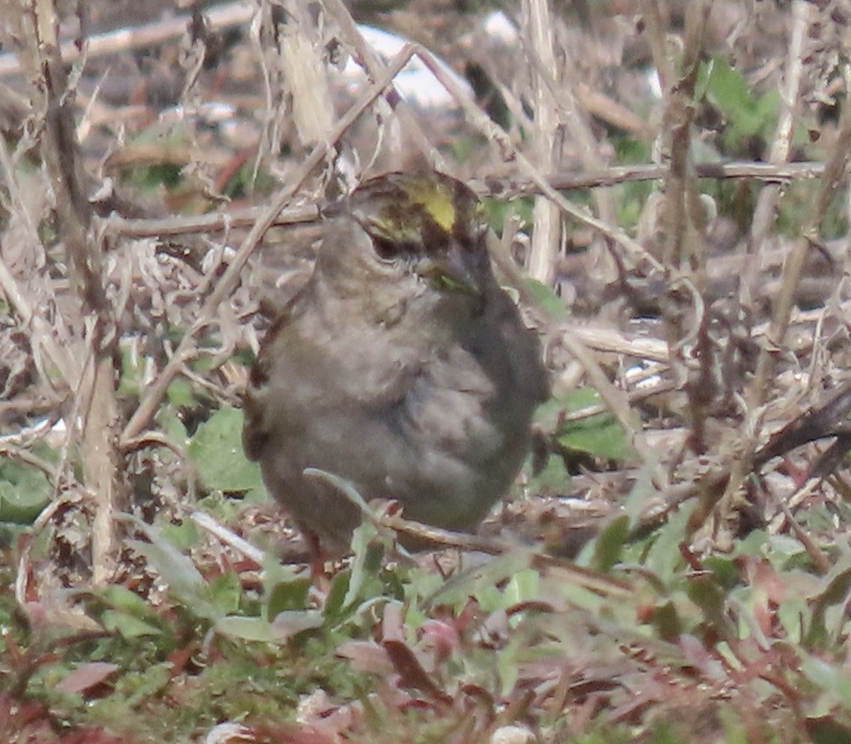 Golden-crowned Sparrow - ML531005381