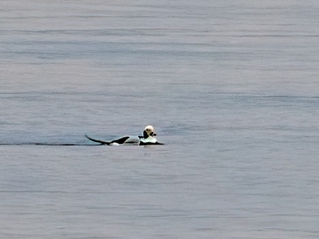 Long-tailed Duck - ML531005751