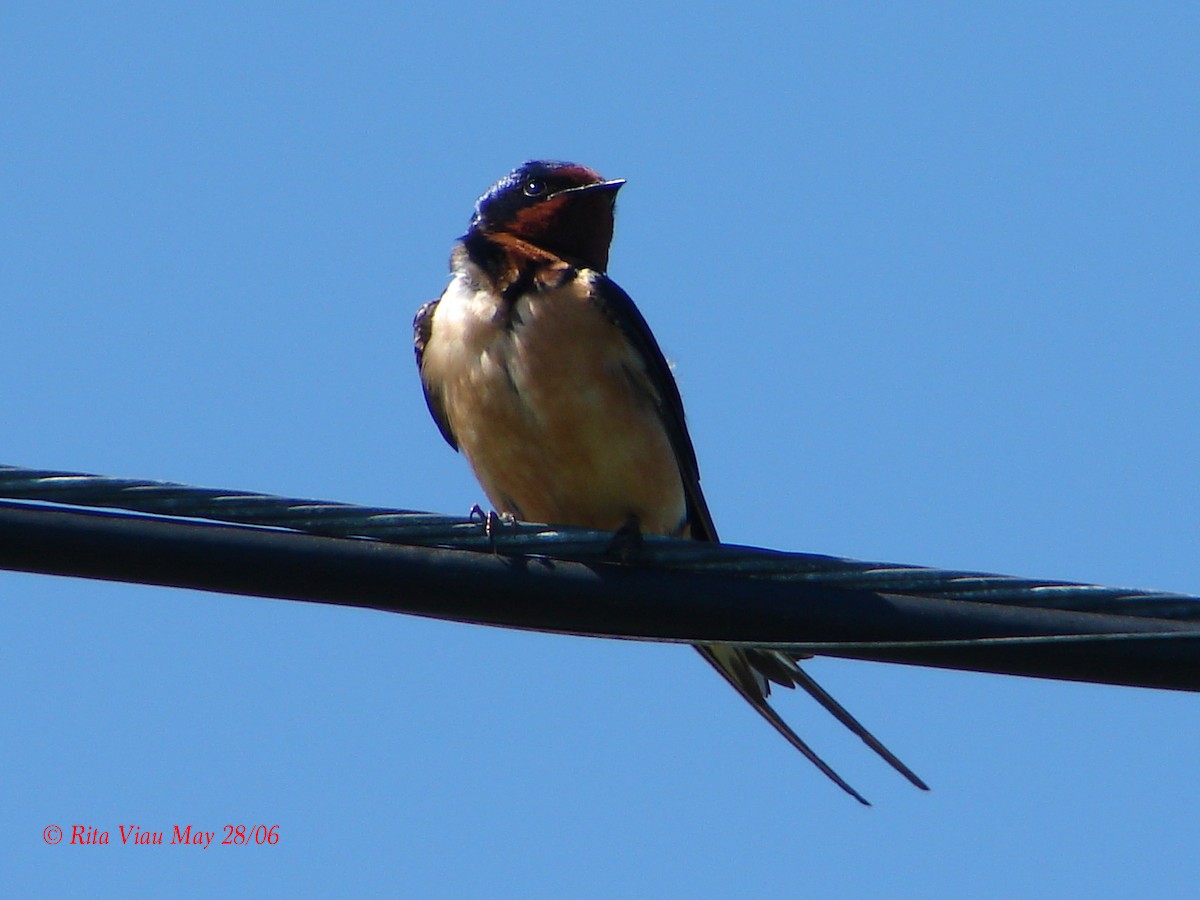 Barn Swallow - Rita Viau