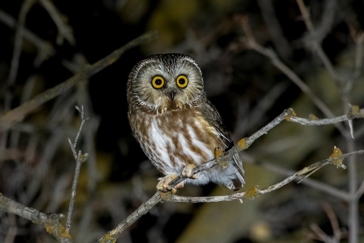 Northern Saw-whet Owl - Jeff Cooper