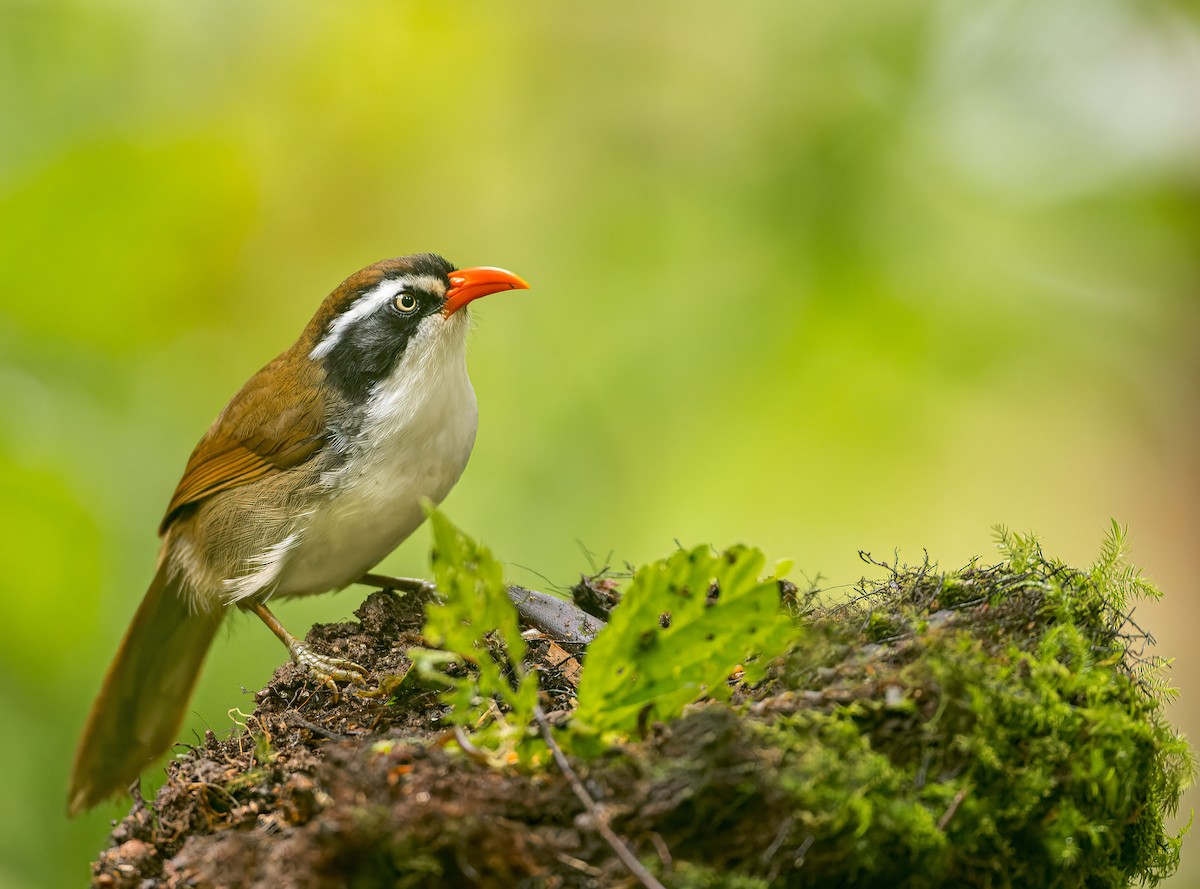 Brown-crowned Scimitar-Babbler (albogularis Group) - ML531006531