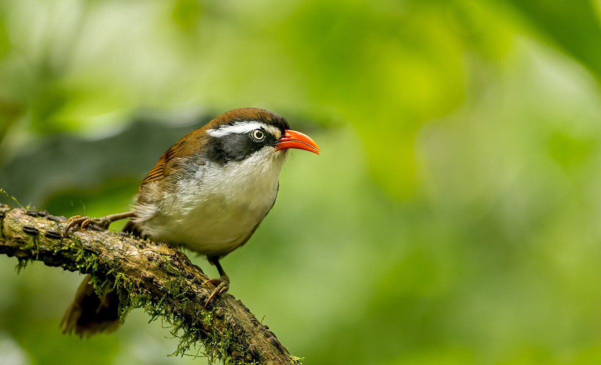 Brown-crowned Scimitar-Babbler (albogularis Group) - ML531006541