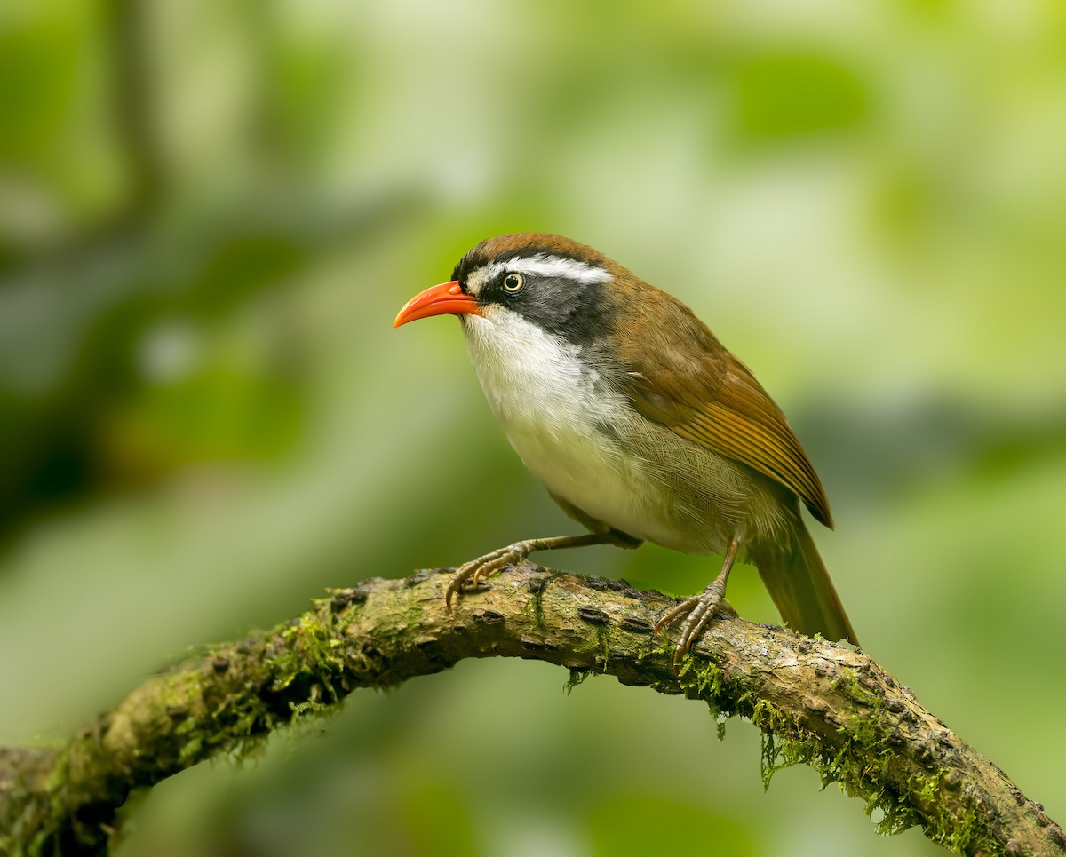 Brown-crowned Scimitar-Babbler (albogularis Group) - ML531006551