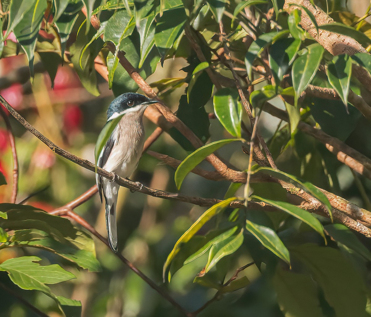 Bar-winged Flycatcher-shrike - Pascal De Munck