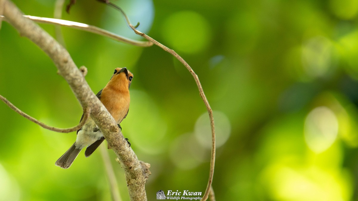 Palau Flycatcher - Eric Kwan