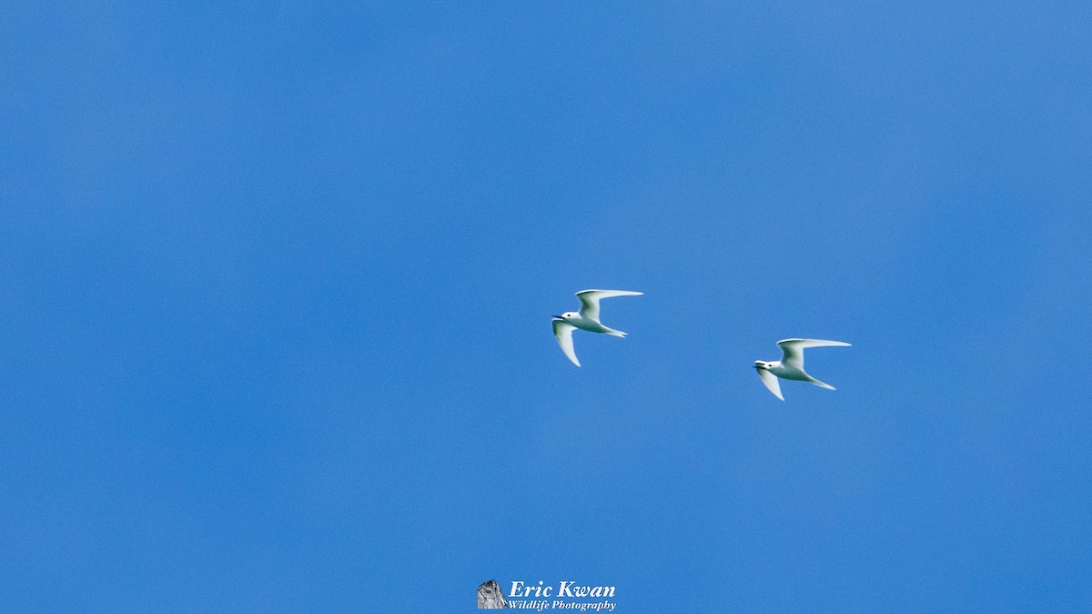 White Tern - ML531008111