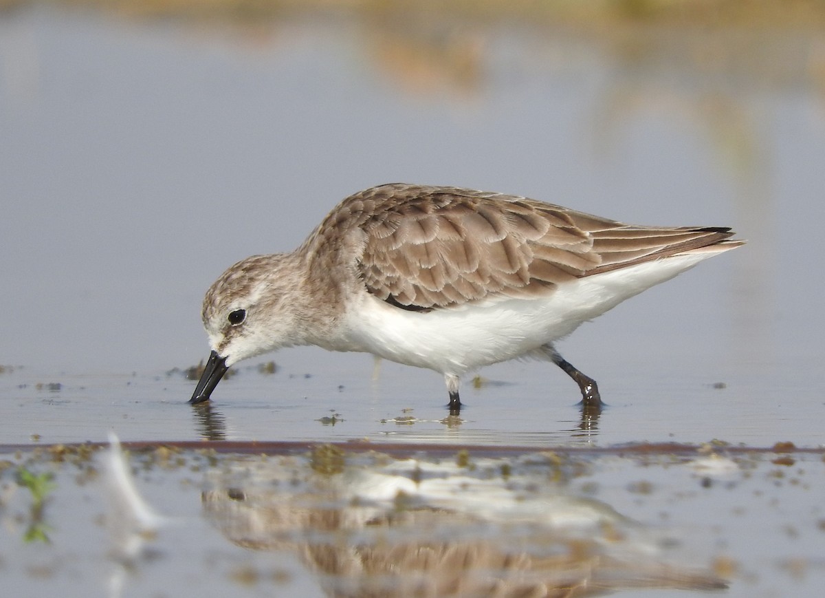 Little Stint - ML531008351